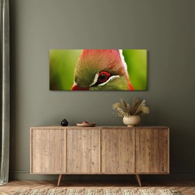 Színes madár képe (120x50 cm)