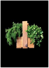 Poszterek 50x70 Petrezselyem kapor gyógynövények