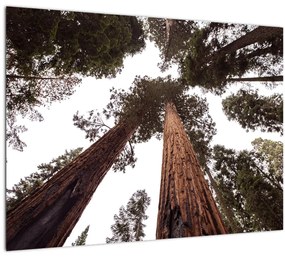 Kép - Kilátás a fák között (70x50 cm)