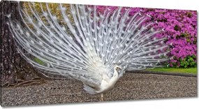 Vászonkép 115x55 Madarak