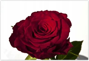 Poszterek 200x135 Vörös rózsa fehér között