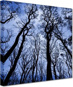 Vászonkép 60x60 Erdő Fák Kilátás alulról