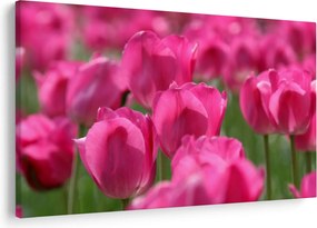 Kép - Rózsaszín tulipánok (90x60 cm)