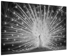 Kép - Fehér páva (90x60 cm)