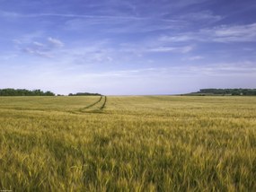 Poszter 40x30cm Búzamező a kék égbolt hátterében, Assaf Frank