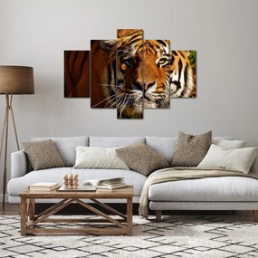 Tigris képe (150x105 cm)