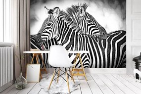 Fotótapéta - Zebra (152,5x104 cm)