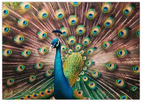 Üveg kép - Páva (70x50 cm)