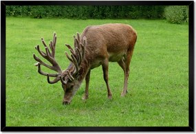 Poszter keretben 60x40 Szarvas felszarvazott