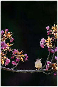 Poszterek 60x90 Madarak