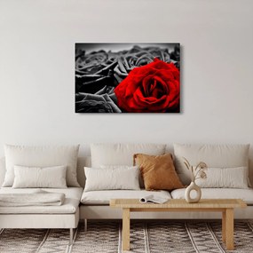Kép - Rózsák (90x60 cm)