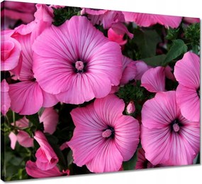 Vászonkép 50x40 Lila virágok