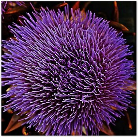 Poszter 70x70 Virág Lila Csipkebogyó