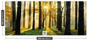 Fotótapéta Forest reggel 104x70 cm