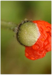 Poszterek 70x100 Pipacs Virágok