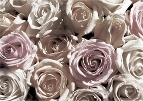 Fotótapéta Rózsa fehér-rózsaszín finom vinil rügyek 368x254 +ragasztó