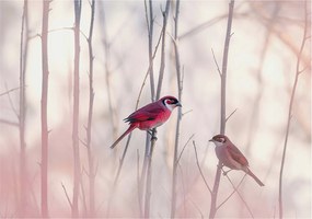 Flizelin tapéta falra Prémium madár pár 312x219 ragasztó