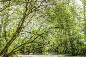 Poszter 45x30cm Tó az erdőben, Assaf Frank