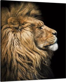 Vászonkép Oroszlán portré Oldal Vadság Természet 80x100 cm