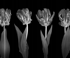 Poszter 60x50cm Rokokó tulipánok, Assaf Frank