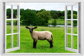 Poszterek 60x40 Juh legeltetés Bárányok