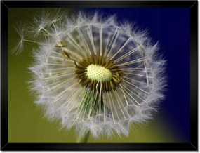 Poszterek keretben 40x30 Pitypang