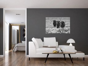 Kép - Skót tehenek (90x60 cm)