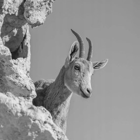 Poszter 80x80cm Ibex Nubiana 3, Assaf Frank