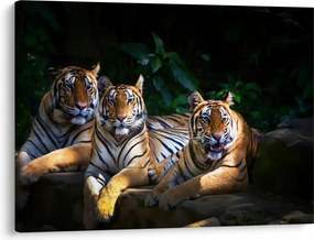 Kép - Tigris testvérek (70x50 cm)