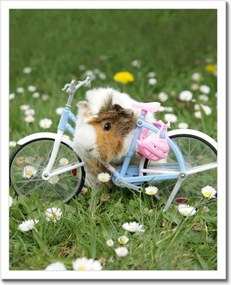 Poszterek keretben 40x50 Tengerimalac a réten