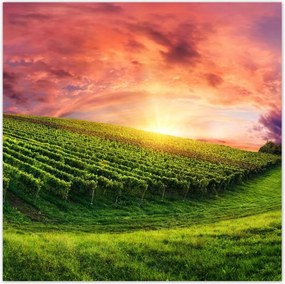 Poszterek 140x140 Szőlőbirtok Tájkép