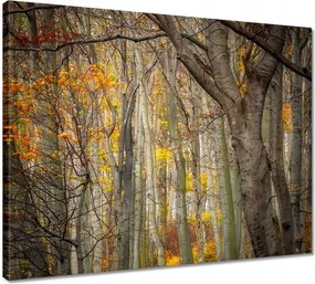 Vászonkép 50x40 Tájkép Látvány