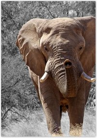 Poszterek 70x100 A nagy elefánt