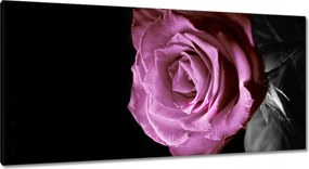 Vászonkép 115x55 Lila rózsa