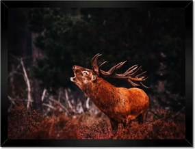 Poszterek keretben 40x30 Szarvas az erdőben