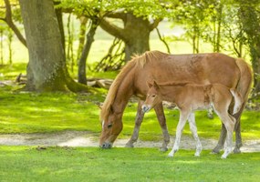 Poszter 66,5x46,5cm Ló és csikó 3, Assaf Frank