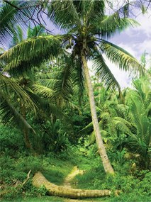 Flizelin fotótapéta Trópusi Paradicsom Pálma zöld kék 206x275 +ragasztó