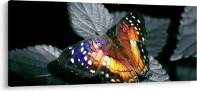 Pillangó képe (120x50 cm)