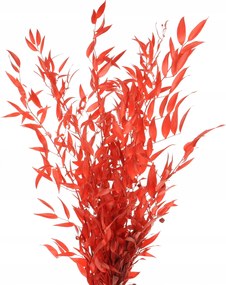 Stabilizált ruszkusz piros csokor szárított levelek váza és dekoráció