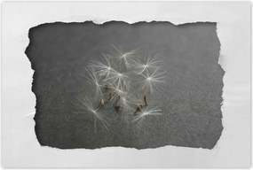 Poszterek 90x60 Pitypang Virág Virágok