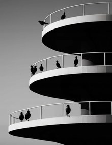 Poszter 50x65cm Holló árnyalatok