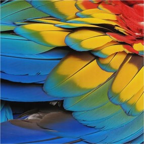 Fotótapéta Flizelin Dekoratív Iroda Szivárvány tollak 250x250 Ragasztó