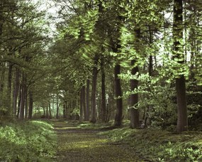 Poszter 50x40cm Tavaszi erdei ösvény 2, Assaf Frank