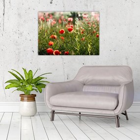 Pipacsok képe (70x50 cm)