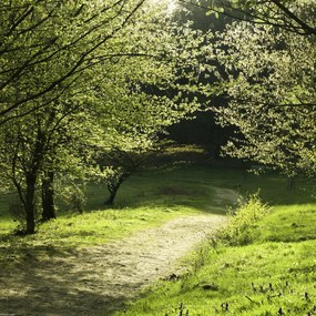 Poszter 40x40cm Napfény a fák közötti ösvényen, Assaf Frank