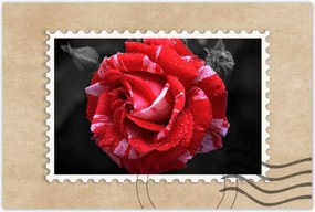 Poszter 90x60 Fehér-piros rózsa