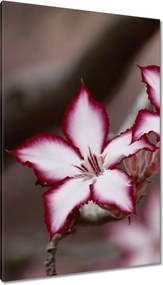 Vászonkép 80x120 Nőnap Ajándék Love