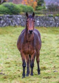 Poszter 64x90cm Ló a mezőn, Assaf Frank
