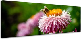 Vászonkép Botanika Méh és virág 120x40