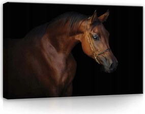 Vászonkép 60x40 Arab ló portré lovak kecsesség erő szépség sötét háttér